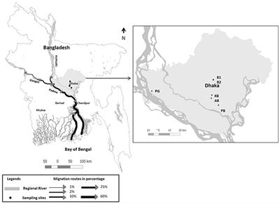 Transmission and Toxigenic Potential of Vibrio cholerae in Hilsha Fish (Tenualosa ilisha) for Human Consumption in Bangladesh